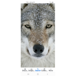 The ### #### WOLFS