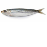sardina group