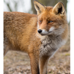 Fox and friends (animal simulator group)