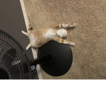 Cat krew1234