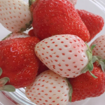 Berrylicious Bliss