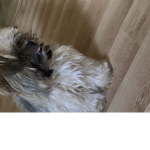 Puppy72928155