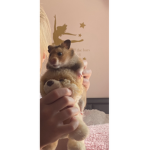 Animals love winter