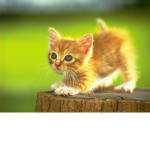 Kitties Forever!