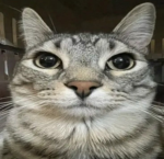 kani粉絲群