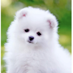DOG_LOVERppl
