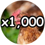 one thousand chickens