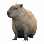 Capybara Roblox Games