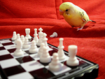 La guerre des Clans RP
