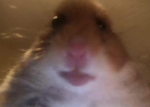 LEADER OF ALL HAMSTERS