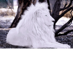 CAT-Create Amazing Things