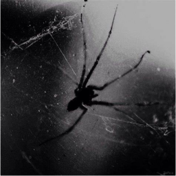 🕸️