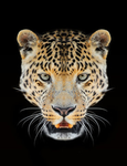 Leopards Eating Faces Party