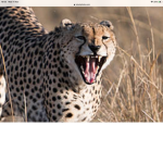 Big cat coalition