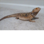 Thebeardeddragon and the Pokemon group