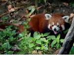 AnimalsAreGreat