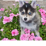 Puppyclubhidoddle