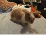 King of the bunnies