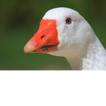 GREAT GOOSE ON THE AVATAR