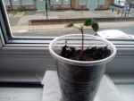 Jeff the tree group!