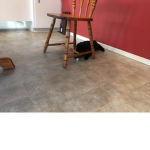 Cat under chair