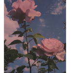 sweet rose's