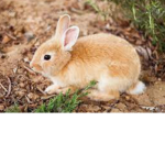 Beige bunny