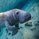 Accurate Manatee group