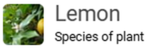 Lemon Gamers