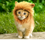Cats to the rescue!