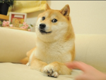 Doge group ._.