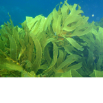 KelpDesigns