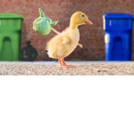 DuckGods