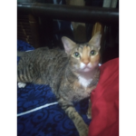 Cat likes robux