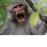 Epic monkey Empire