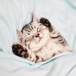 A CAT GROUP REEEE!!!