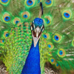 My peacocks