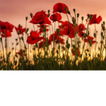 Sunny Poppys