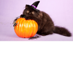 Soph's Cats!