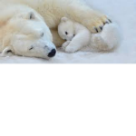 ''PolarBear''