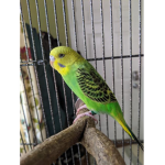 The Budgie Club
