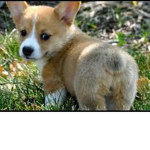 Corgi Busters