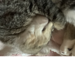 Kitty sqauds forever