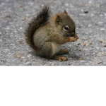 Squirrel Theatre