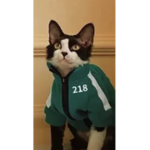 Squid Game Cat Group