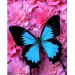 The butterfly group/Butterfly friends!