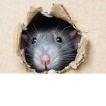 MaxtheRAT