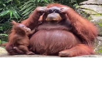 🙉 Monki game 🙉