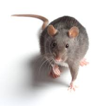 Roblox’s Rat Protection Team
