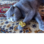 Amber the cat